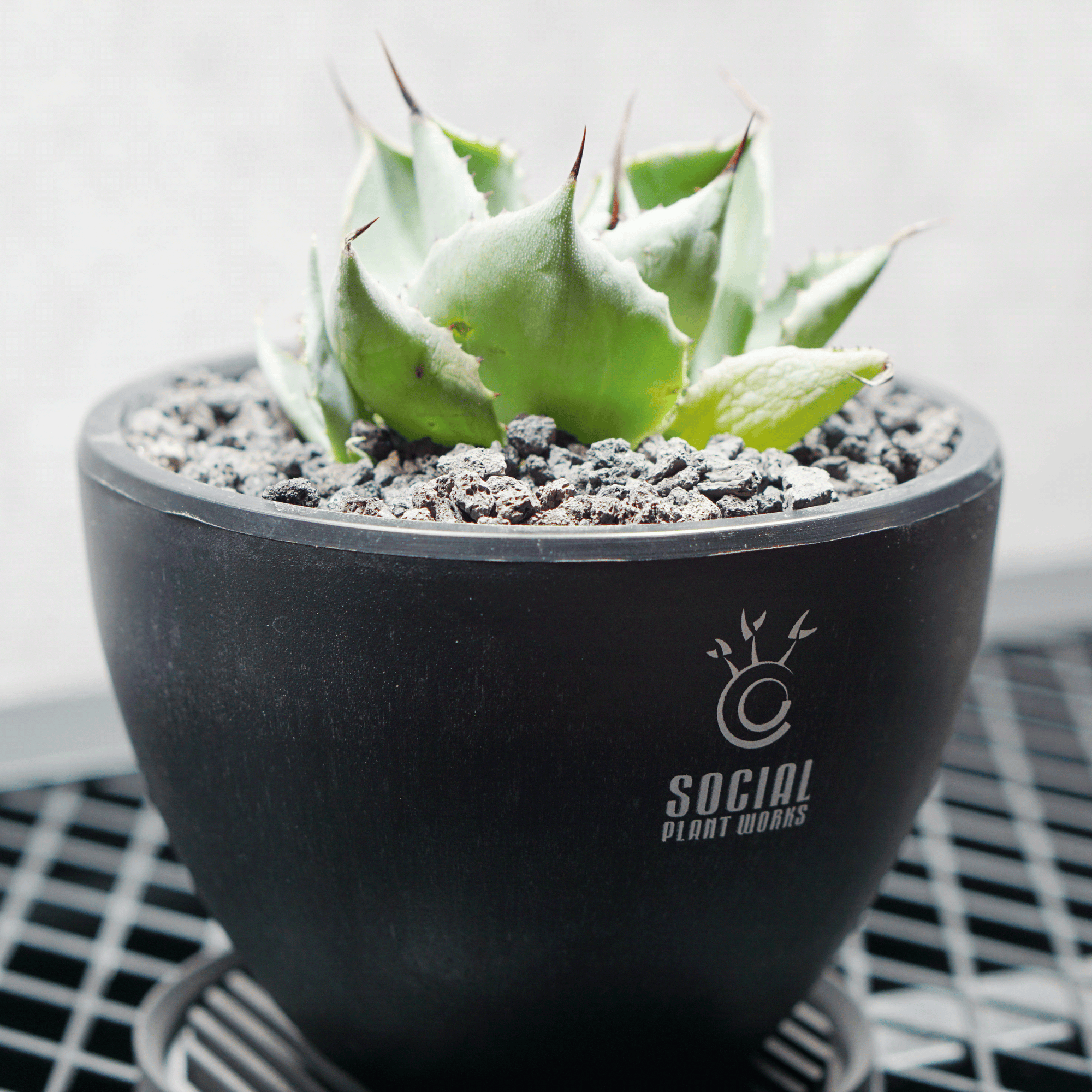 アガベ ポタトルム 風雷神09 LOGO ECO POT SIZE S 3.5号サイズ鉢 受け皿セット 商品画像3｜SOCIAL PLANT WORKS