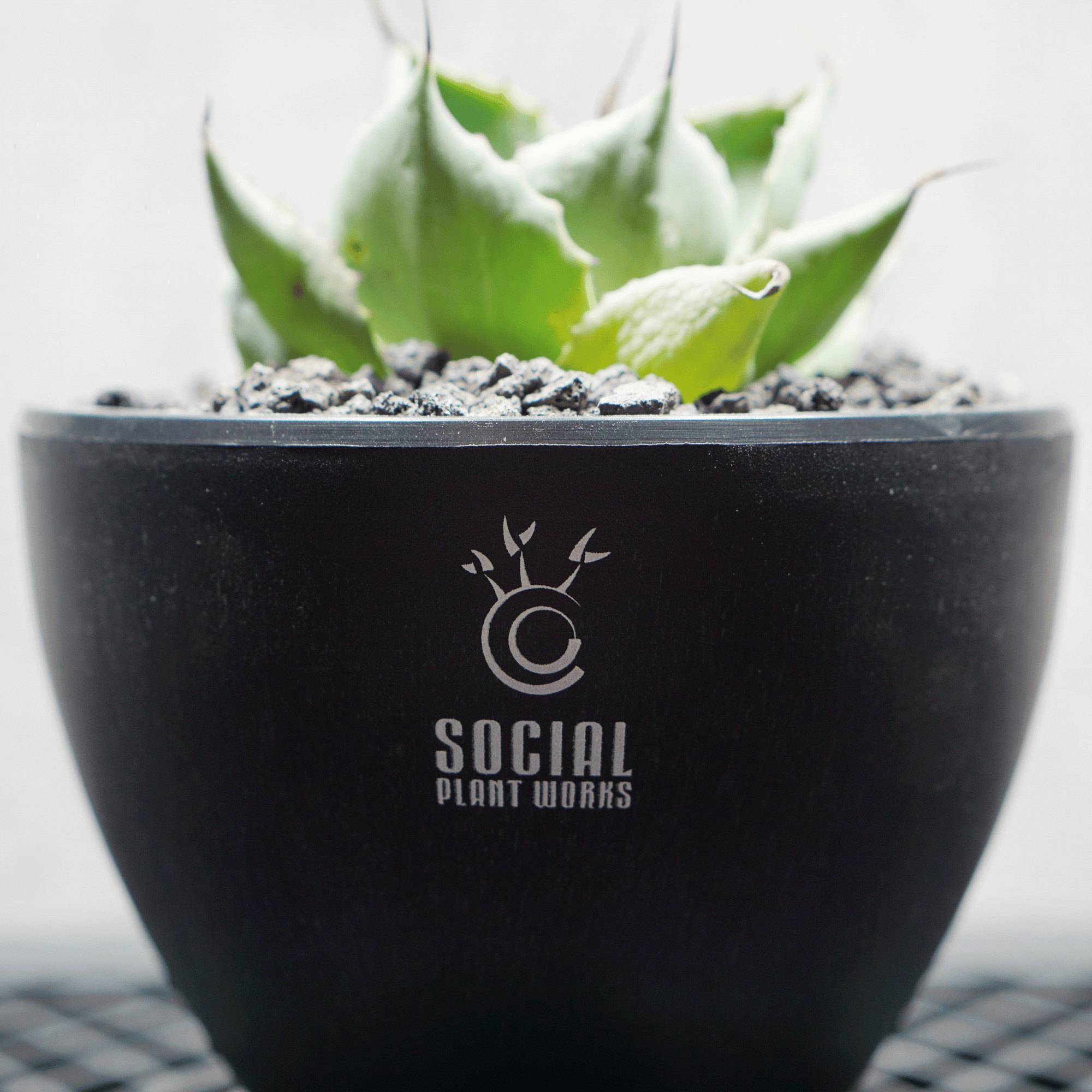 アガベ ポタトルム 風雷神09 LOGO ECO POT SIZE S 3.5号サイズ鉢 受け皿セット 商品画像5｜SOCIAL PLANT WORKS