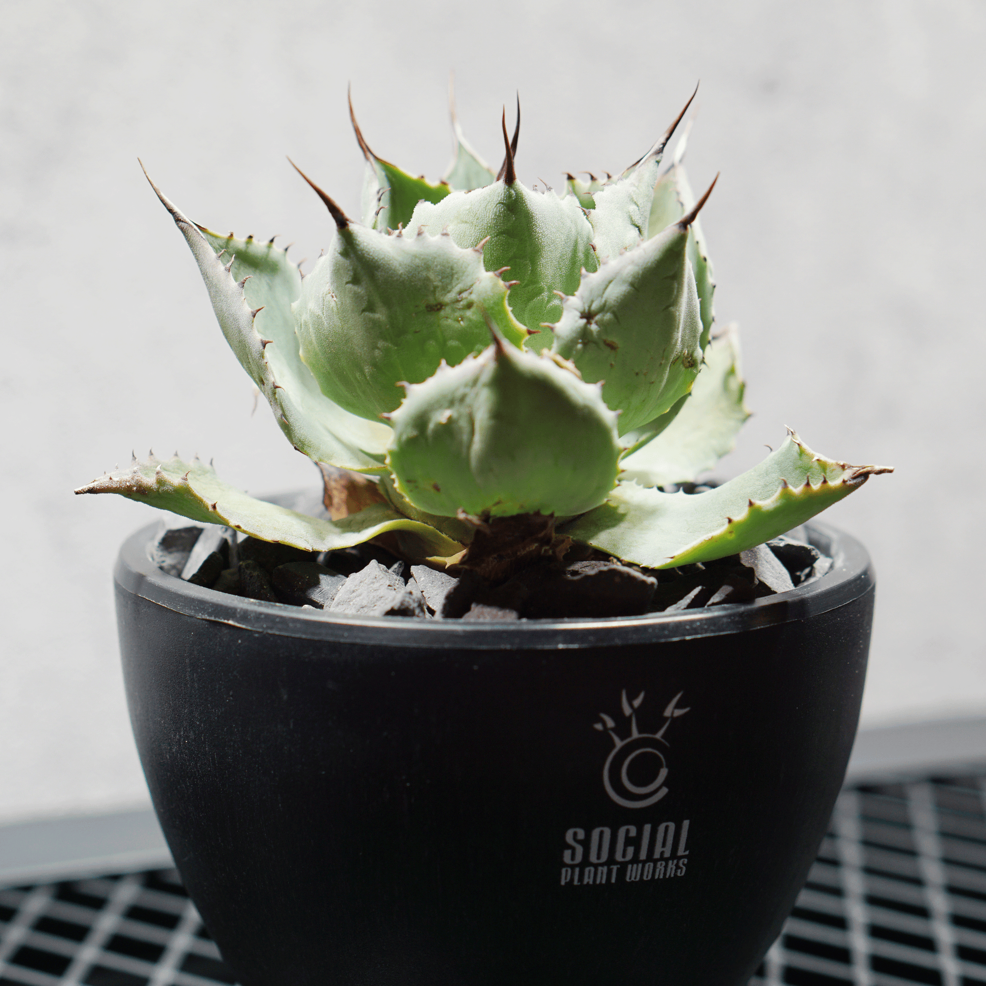 アガベ ポタトルム 風雷神10 LOGO ECO POT SIZE S 3.5号サイズ鉢 受け皿セット 商品画像2｜SOCIAL PLANT WORKS