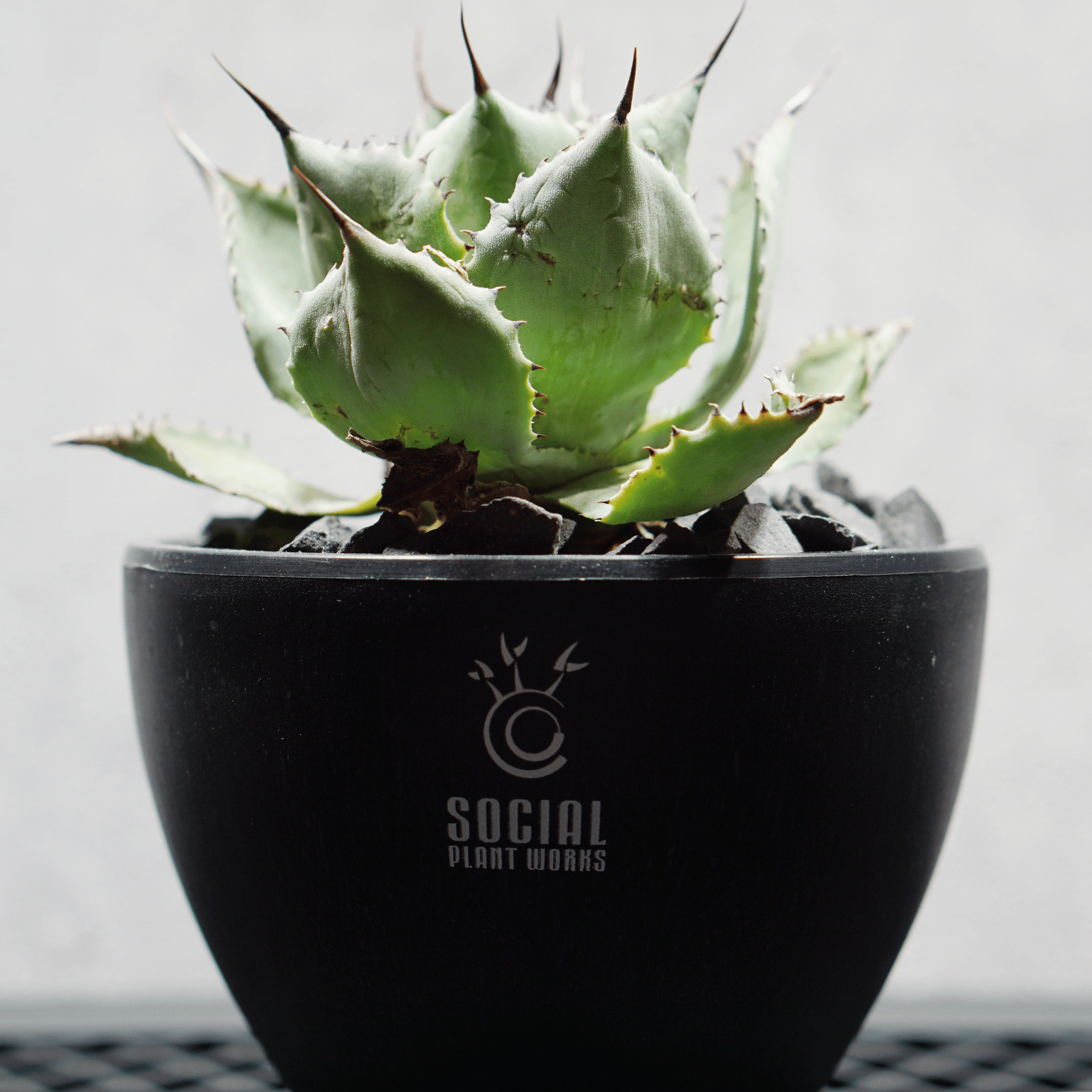 アガベ ポタトルム 風雷神10 LOGO ECO POT SIZE S 3.5号サイズ鉢 受け皿セット 商品画像4｜SOCIAL PLANT WORKS