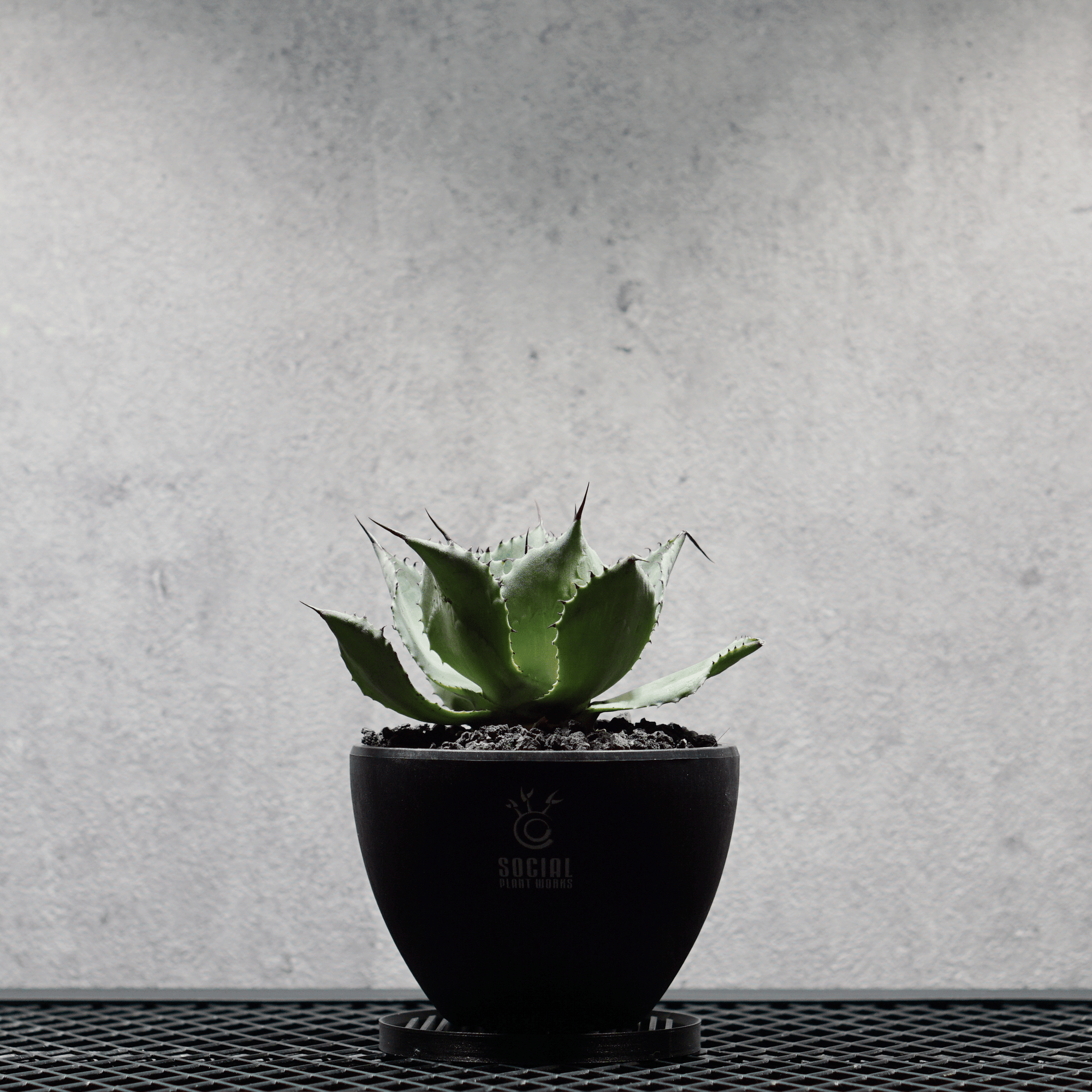 アガベ ポタトルム 風雷神11 LOGO ECO POT SIZE S 3.5号サイズ鉢 受け皿セット｜SOCIAL PLANT WORKS