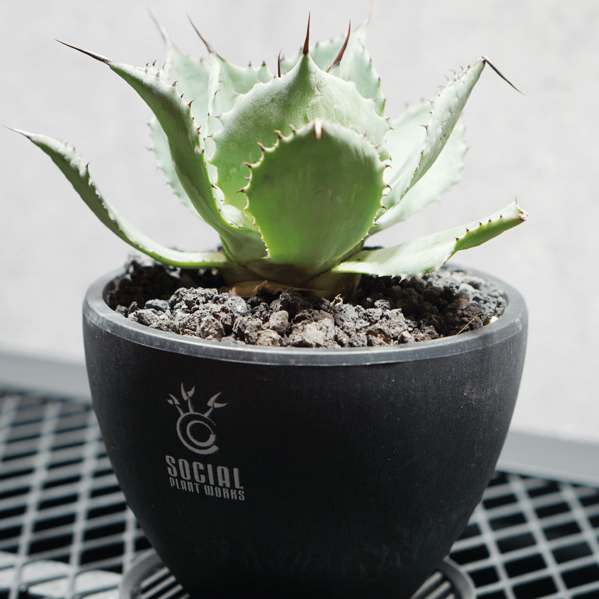 アガベ ポタトルム 風雷神11 LOGO ECO POT SIZE S 3.5号サイズ鉢 受け皿セット 商品画像2｜SOCIAL PLANT WORKS