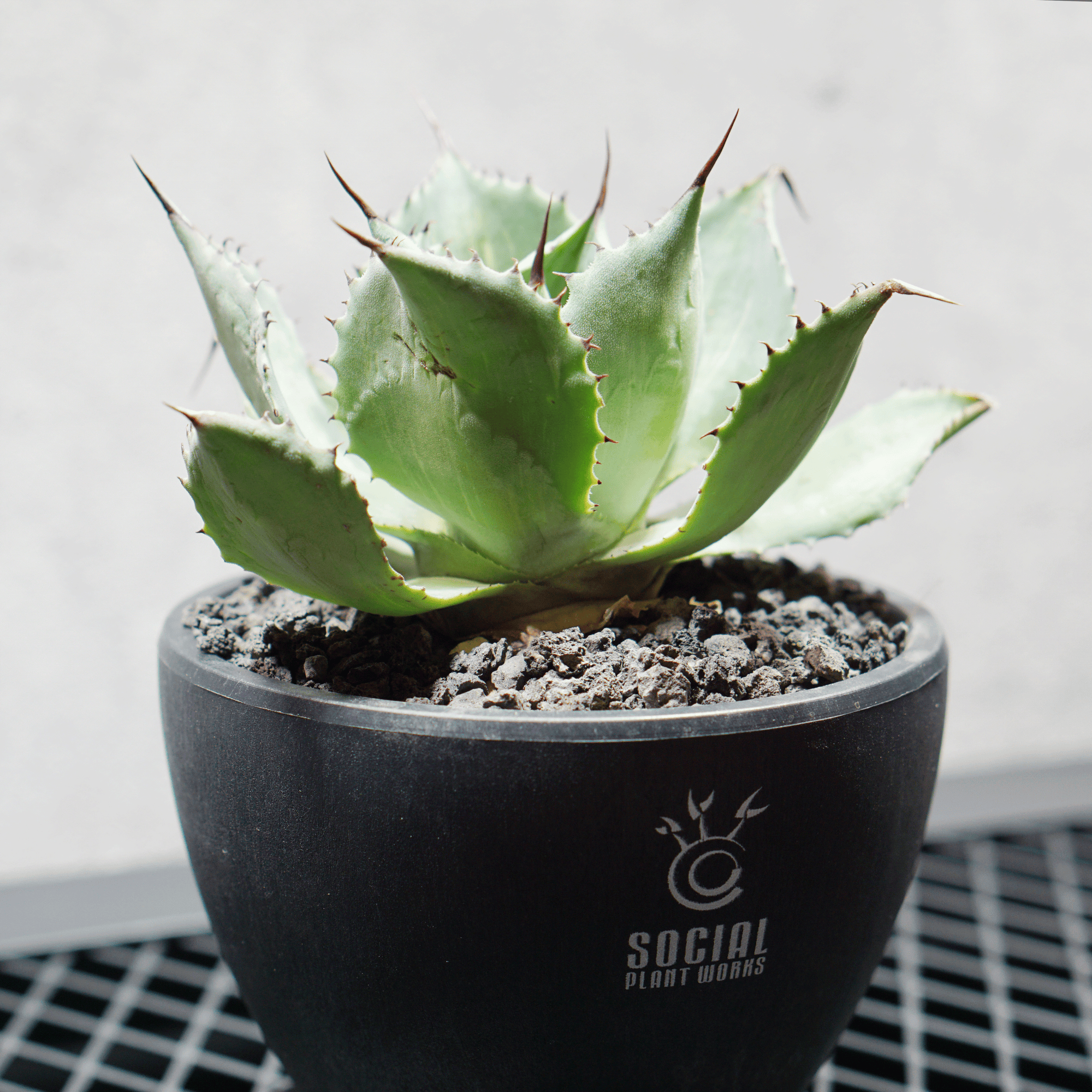 アガベ ポタトルム 風雷神11 LOGO ECO POT SIZE S 3.5号サイズ鉢 受け皿セット 商品画像3｜SOCIAL PLANT WORKS