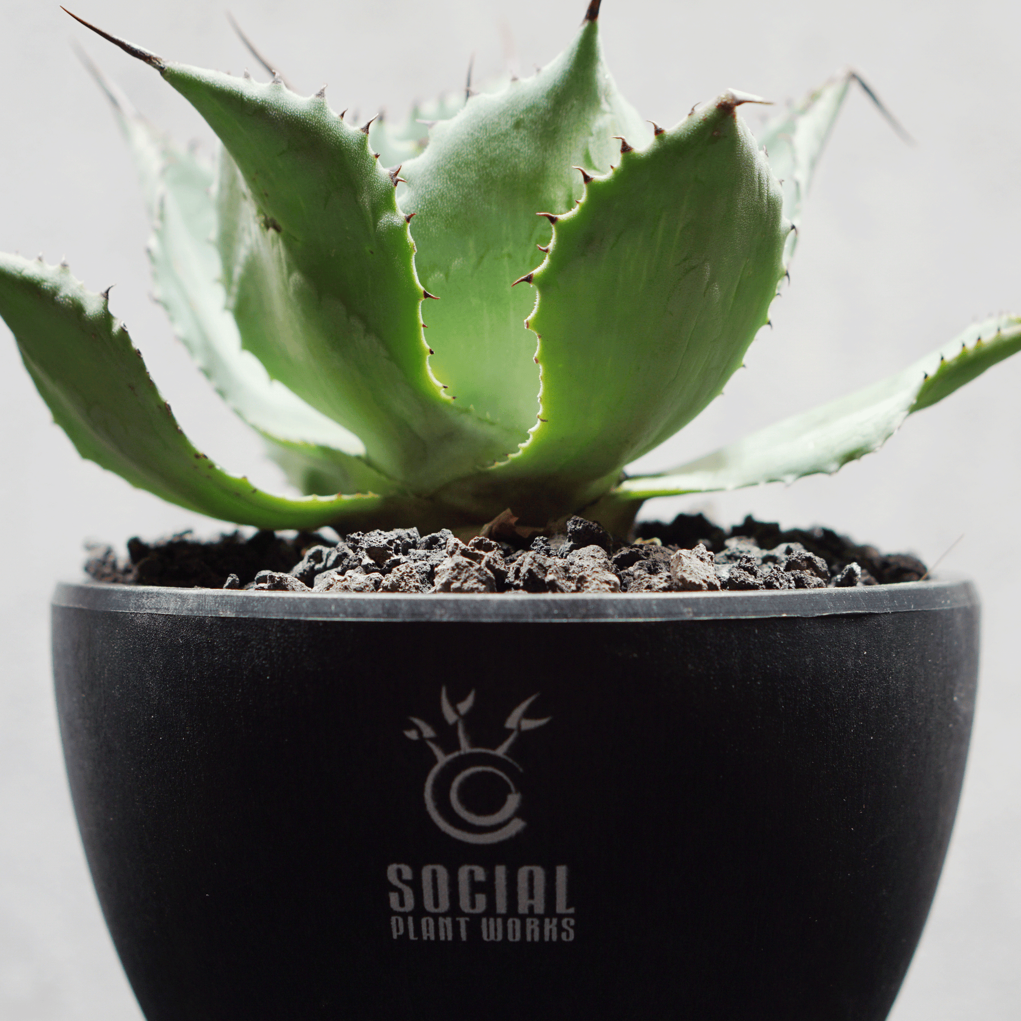アガベ ポタトルム 風雷神11 LOGO ECO POT SIZE S 3.5号サイズ鉢 受け皿セット 商品画像5｜SOCIAL PLANT WORKS