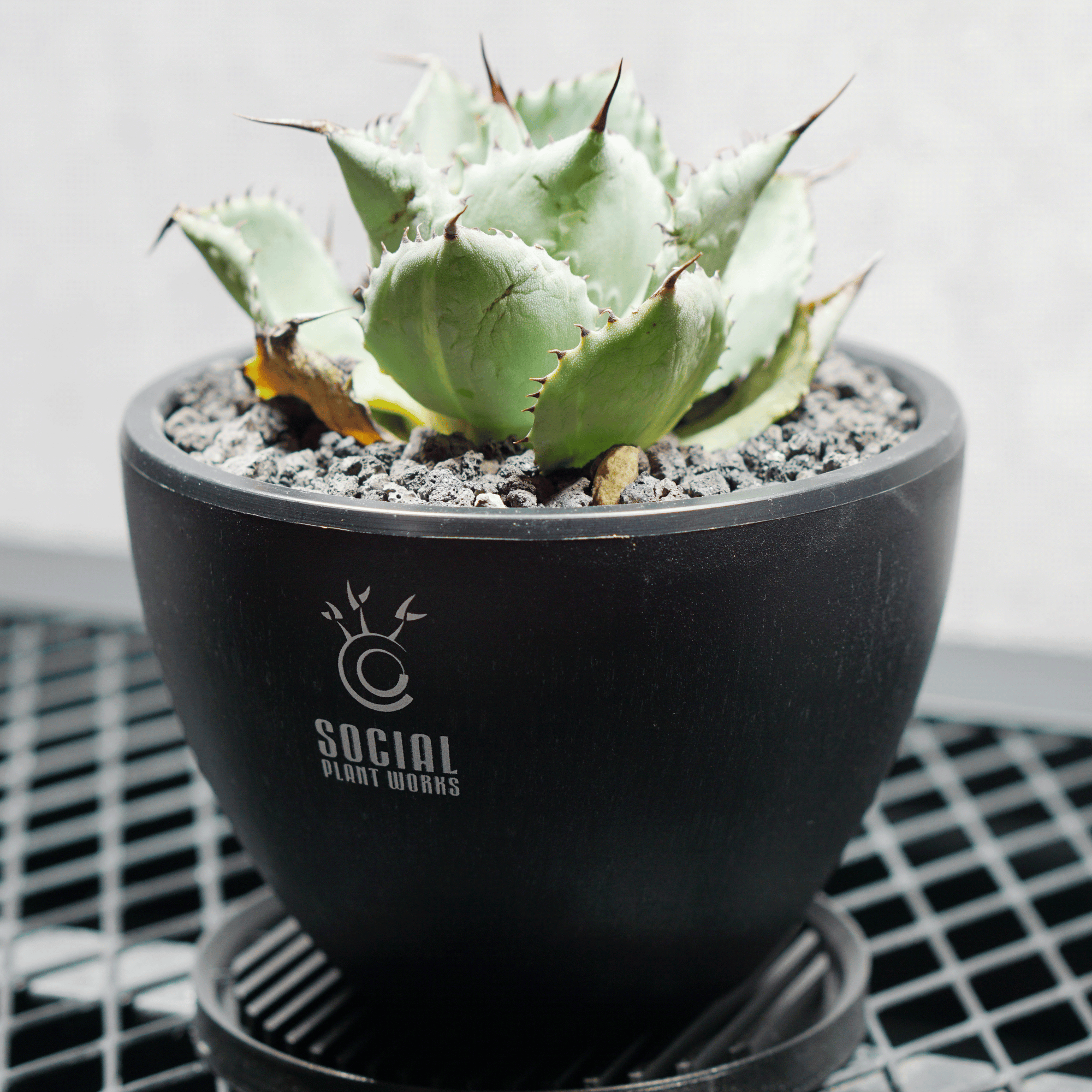 アガベ ポタトルム 風雷神12 LOGO ECO POT SIZE S 3.5号サイズ鉢 受け皿セット｜SOCIAL PLANT WORKS