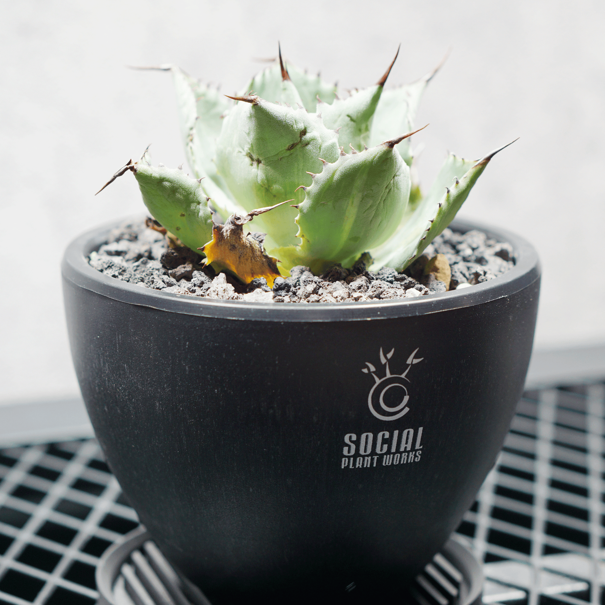 アガベ ポタトルム 風雷神12 LOGO ECO POT SIZE S 3.5号サイズ鉢 受け皿セット 商品画像2｜SOCIAL PLANT WORKS