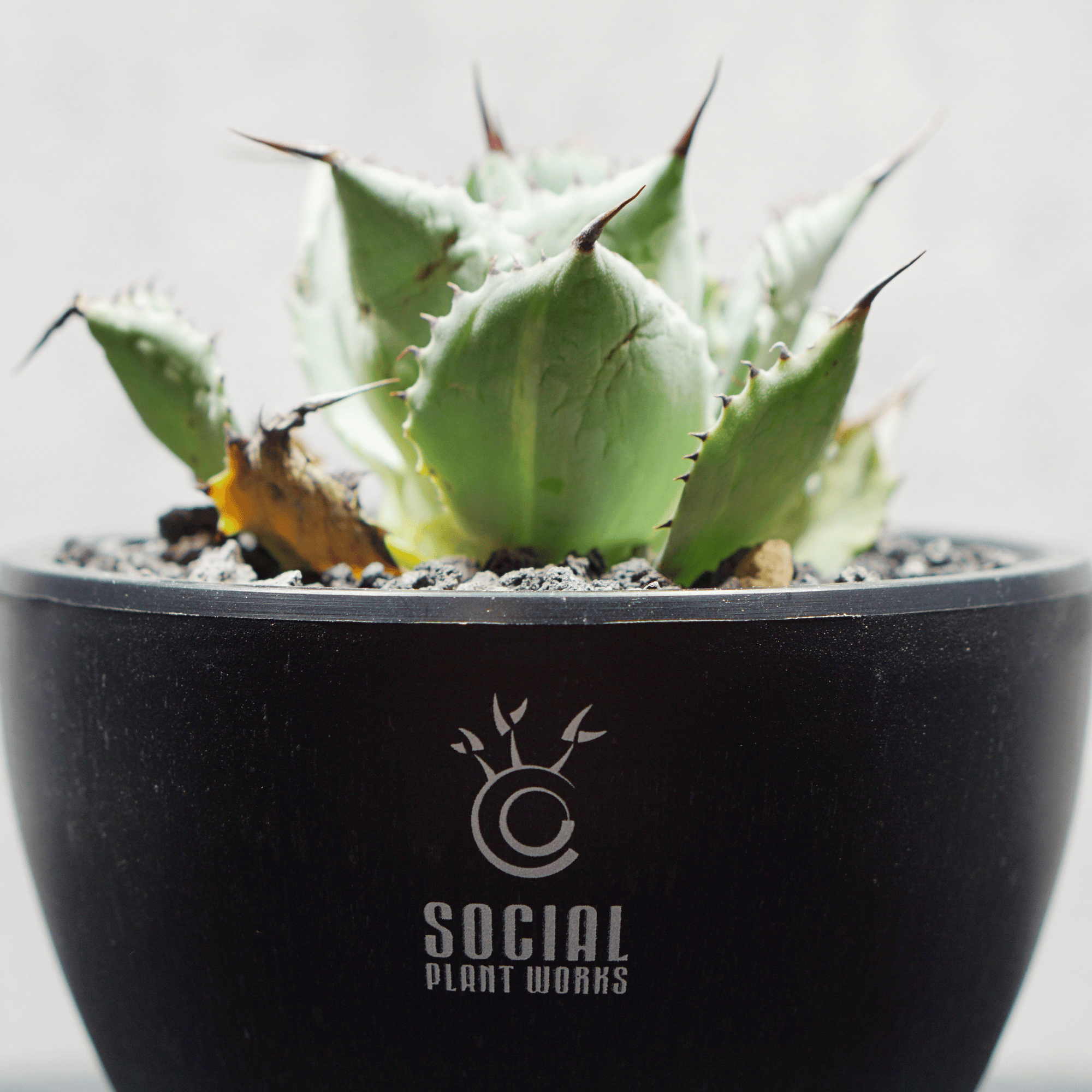 アガベ ポタトルム 風雷神12 LOGO ECO POT SIZE S 3.5号サイズ鉢 受け皿セット 商品画像4｜SOCIAL PLANT WORKS