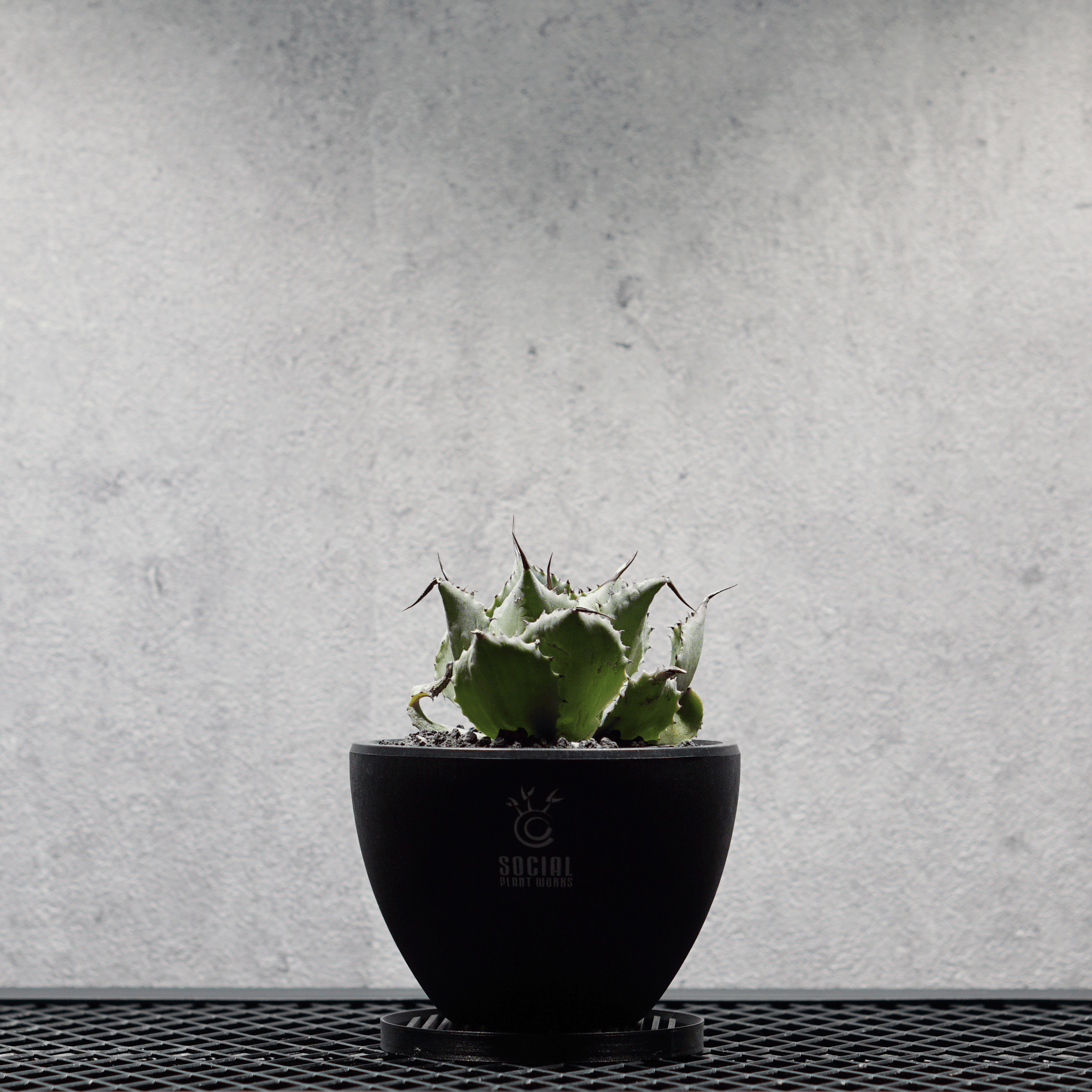 アガベ ポタトルム 風雷神13 LOGO ECO POT SIZE S 3.5号サイズ鉢 受け皿セット｜SOCIAL PLANT WORKS