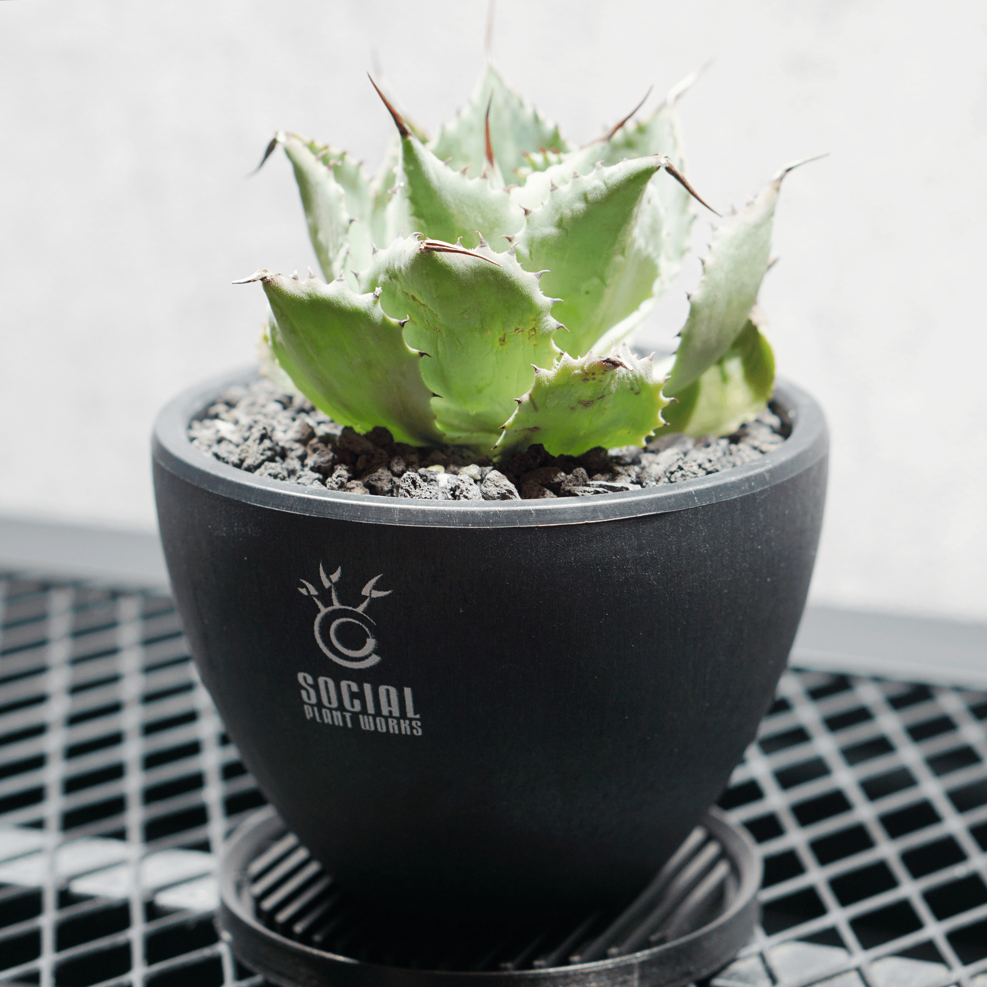 アガベ ポタトルム 風雷神13 LOGO ECO POT SIZE S 3.5号サイズ鉢 受け皿セット 商品画像2｜SOCIAL PLANT WORKS