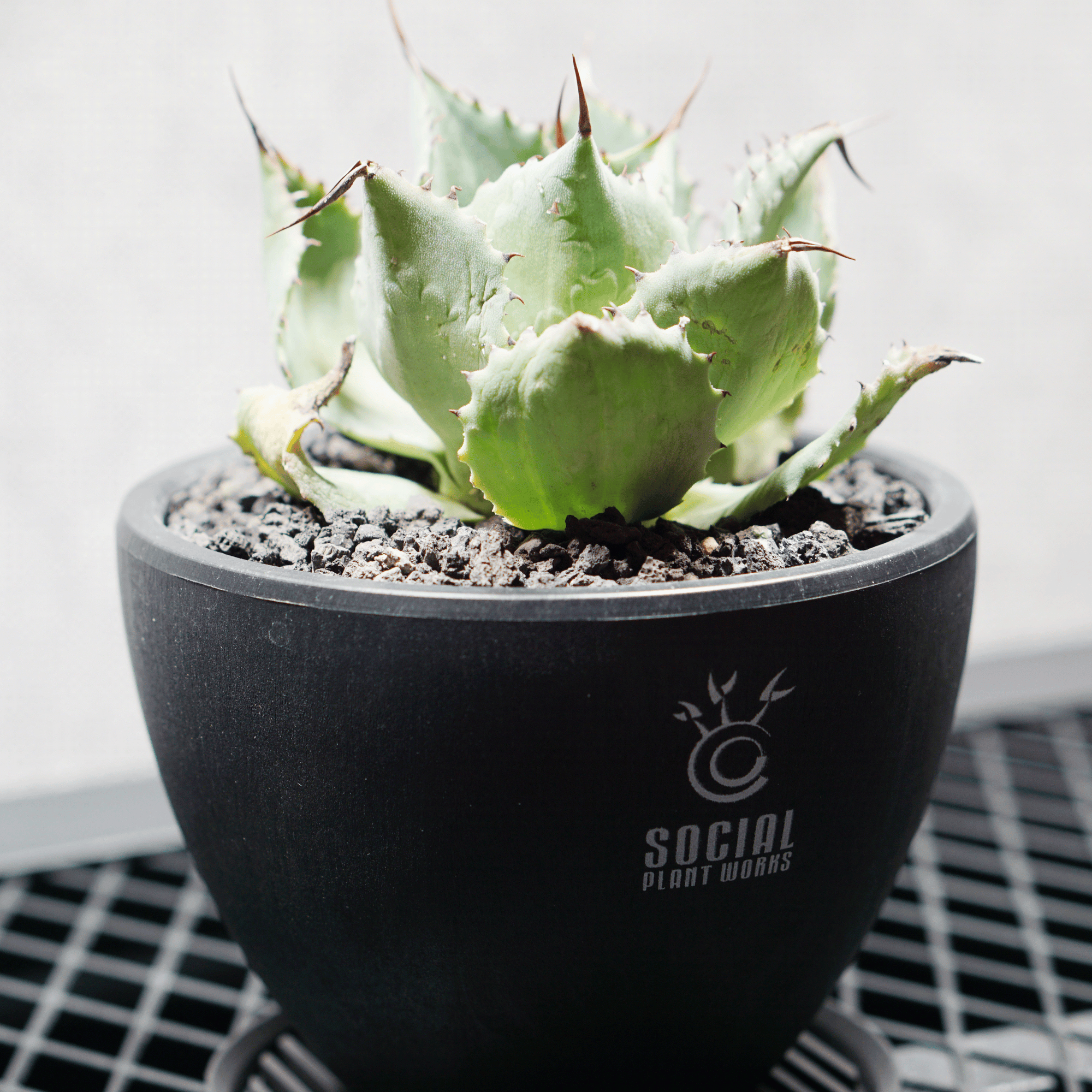 アガベ ポタトルム 風雷神13 LOGO ECO POT SIZE S 3.5号サイズ鉢 受け皿セット 商品画像3｜SOCIAL PLANT WORKS