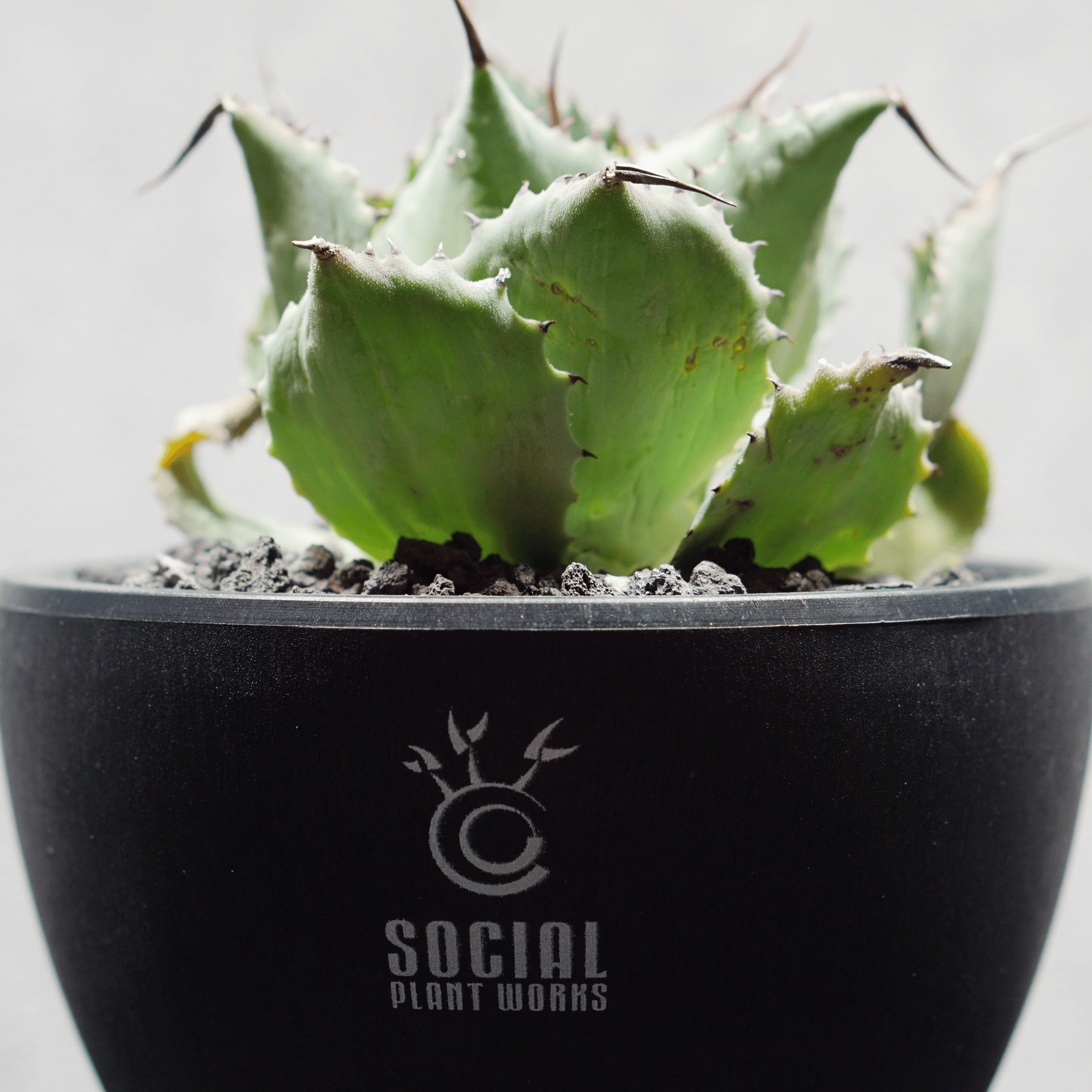 アガベ ポタトルム 風雷神13 LOGO ECO POT SIZE S 3.5号サイズ鉢 受け皿セット 商品画像5｜SOCIAL PLANT WORKS