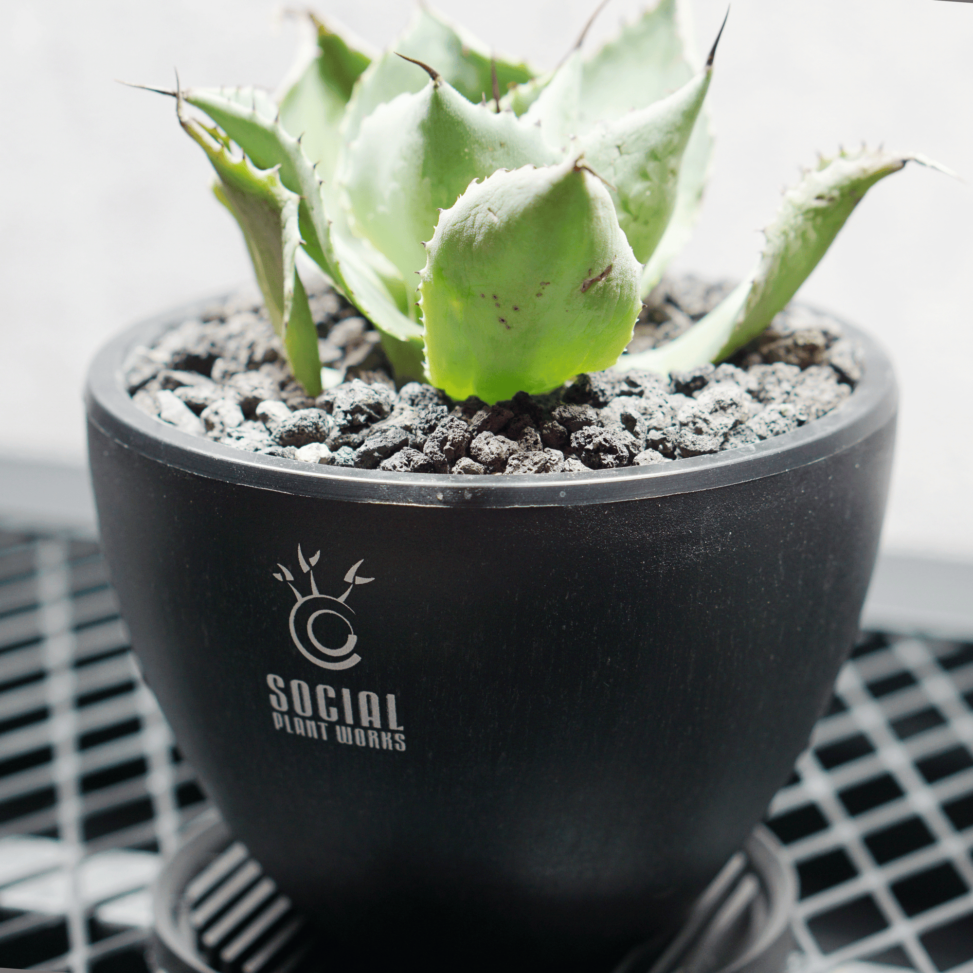 アガベ ポタトルム 風雷神14 LOGO ECO POT SIZE S 3.5号サイズ鉢 受け皿セット｜SOCIAL PLANT WORKS
