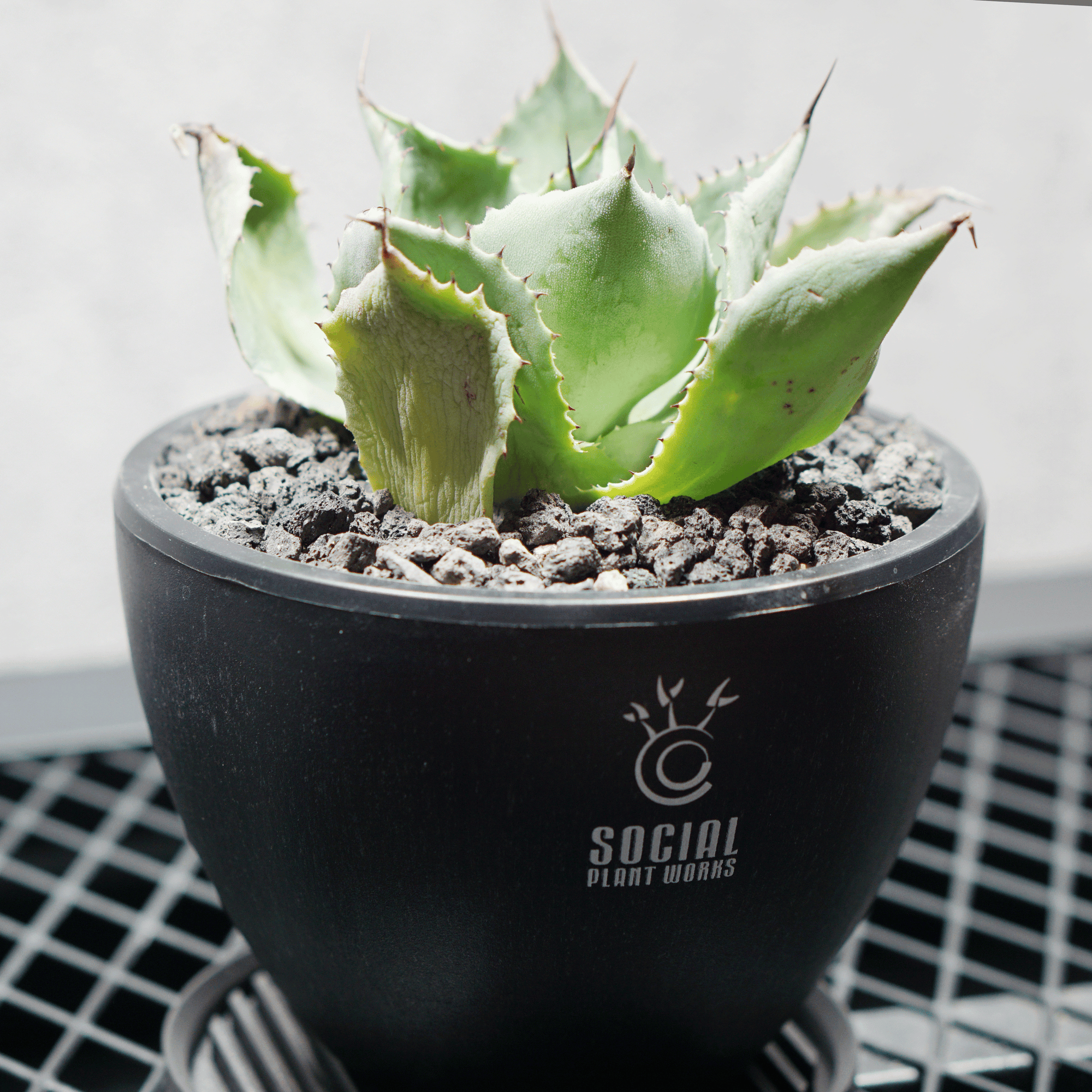 アガベ ポタトルム 風雷神14 LOGO ECO POT SIZE S 3.5号サイズ鉢 受け皿セット 商品画像2｜SOCIAL PLANT WORKS