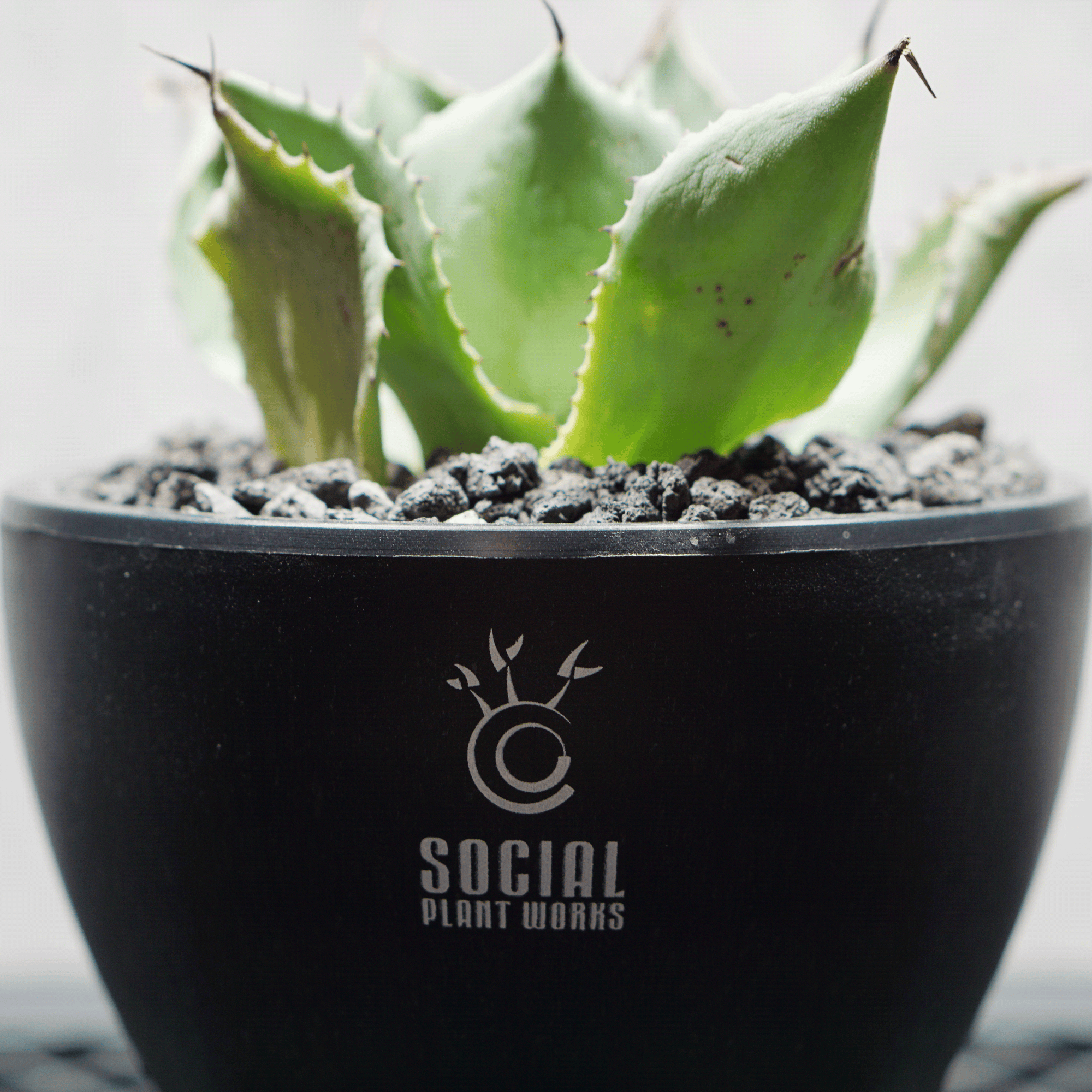 アガベ ポタトルム 風雷神14 LOGO ECO POT SIZE S 3.5号サイズ鉢 受け皿セット 商品画像4｜SOCIAL PLANT WORKS