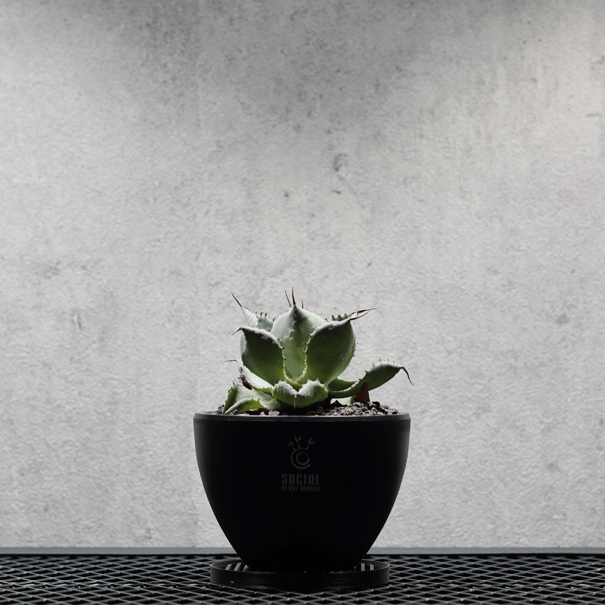 アガベ ポタトルム 風雷神15 鉢・受け皿セット｜SOCIAL PLANT WORKS