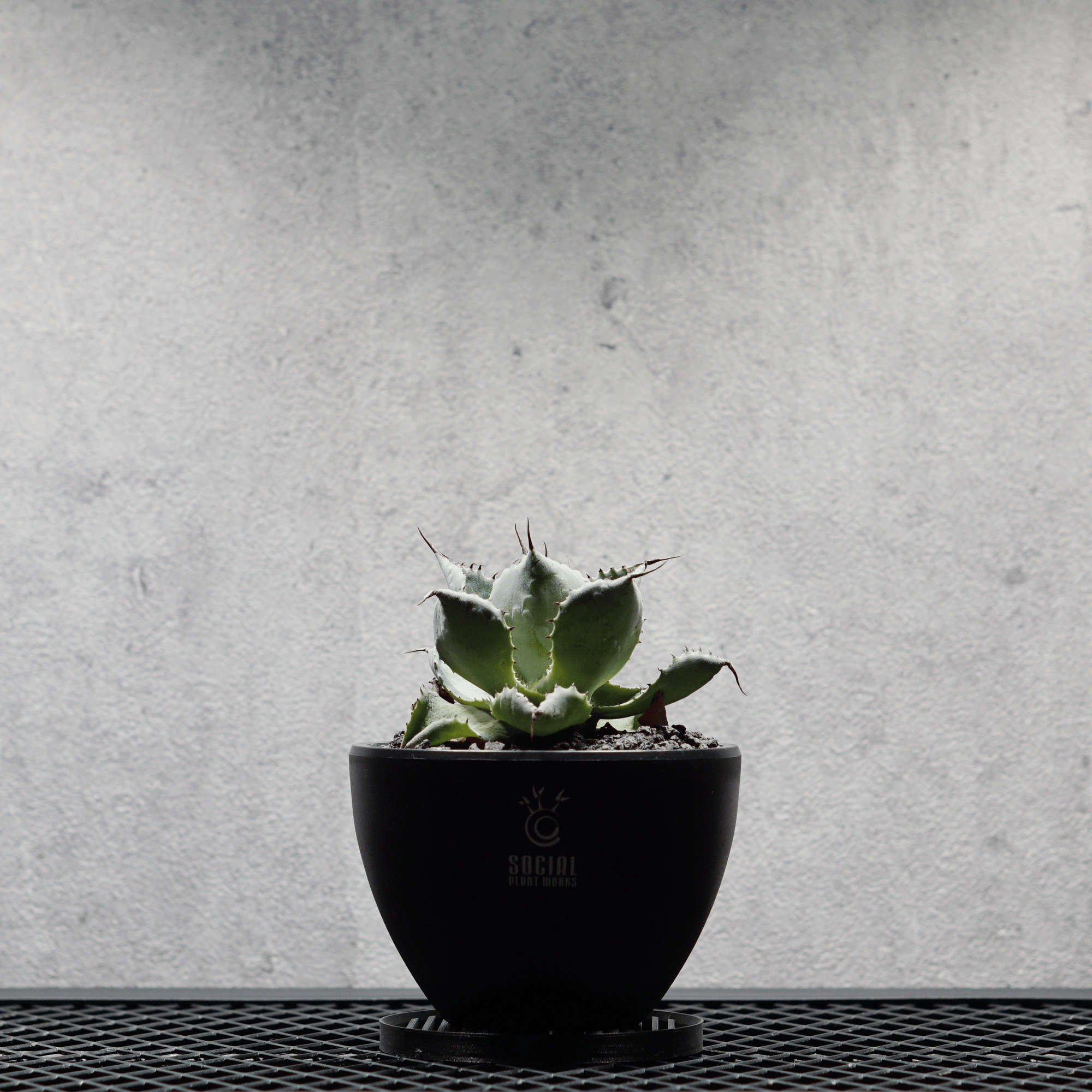アガベ ポタトルム 風雷神15 LOGO ECO POT SIZE S 3.5号サイズ鉢 受け皿セット｜SOCIAL PLANT WORKS