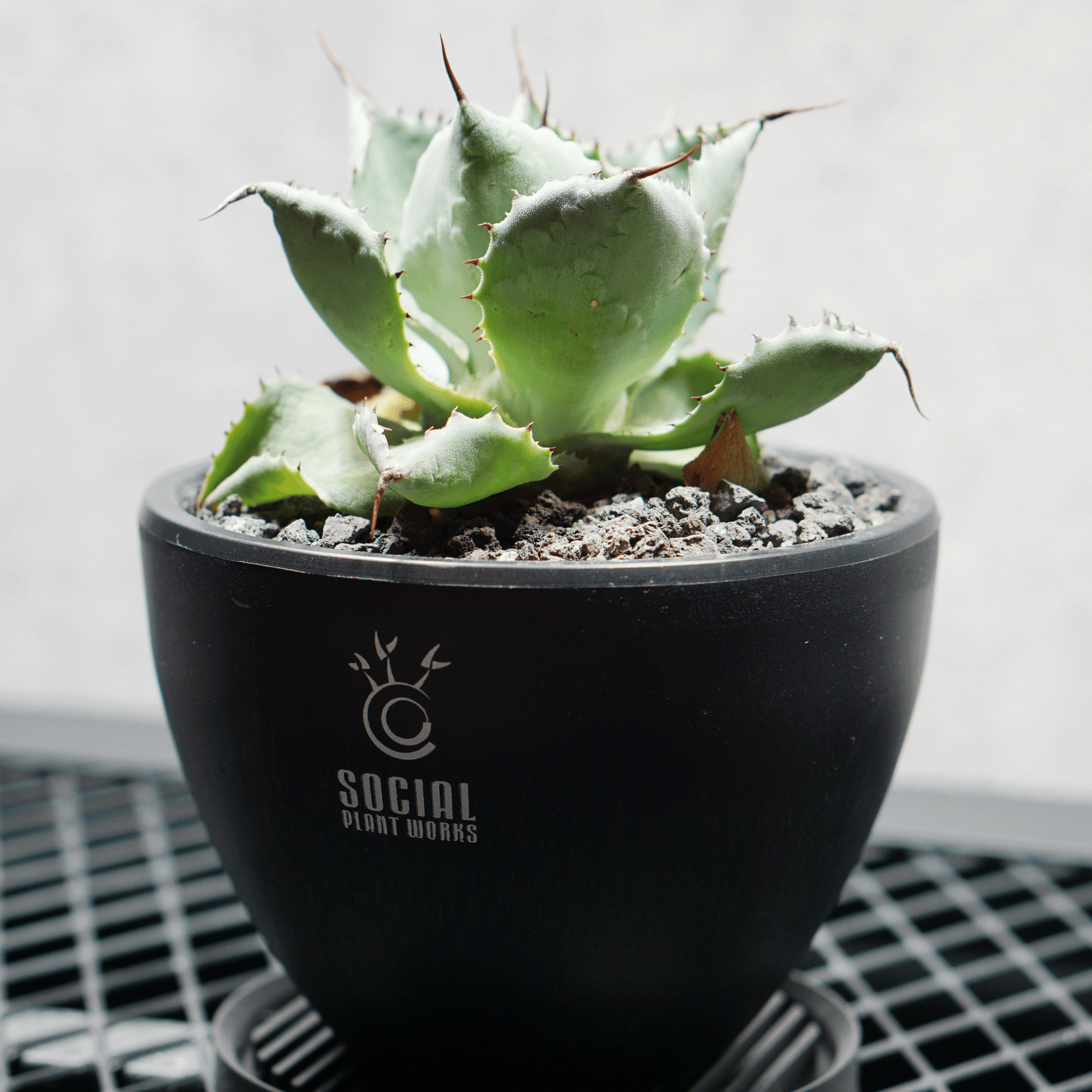 アガベ ポタトルム 風雷神15 LOGO ECO POT SIZE S 3.5号サイズ鉢 受け皿セット 商品画像2｜SOCIAL PLANT WORKS