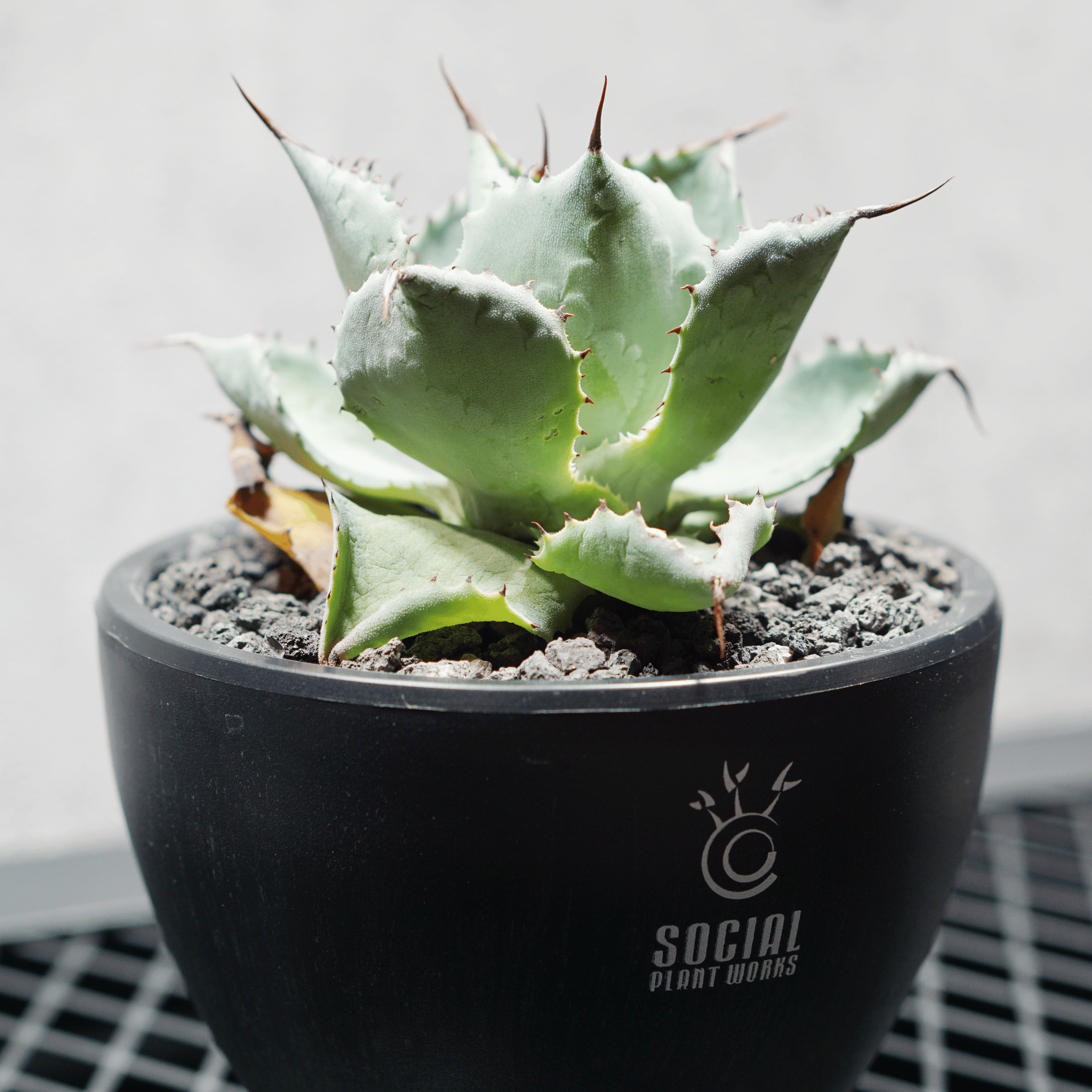 アガベ ポタトルム 風雷神15 LOGO ECO POT SIZE S 3.5号サイズ鉢 受け皿セット 商品画像3｜SOCIAL PLANT WORKS