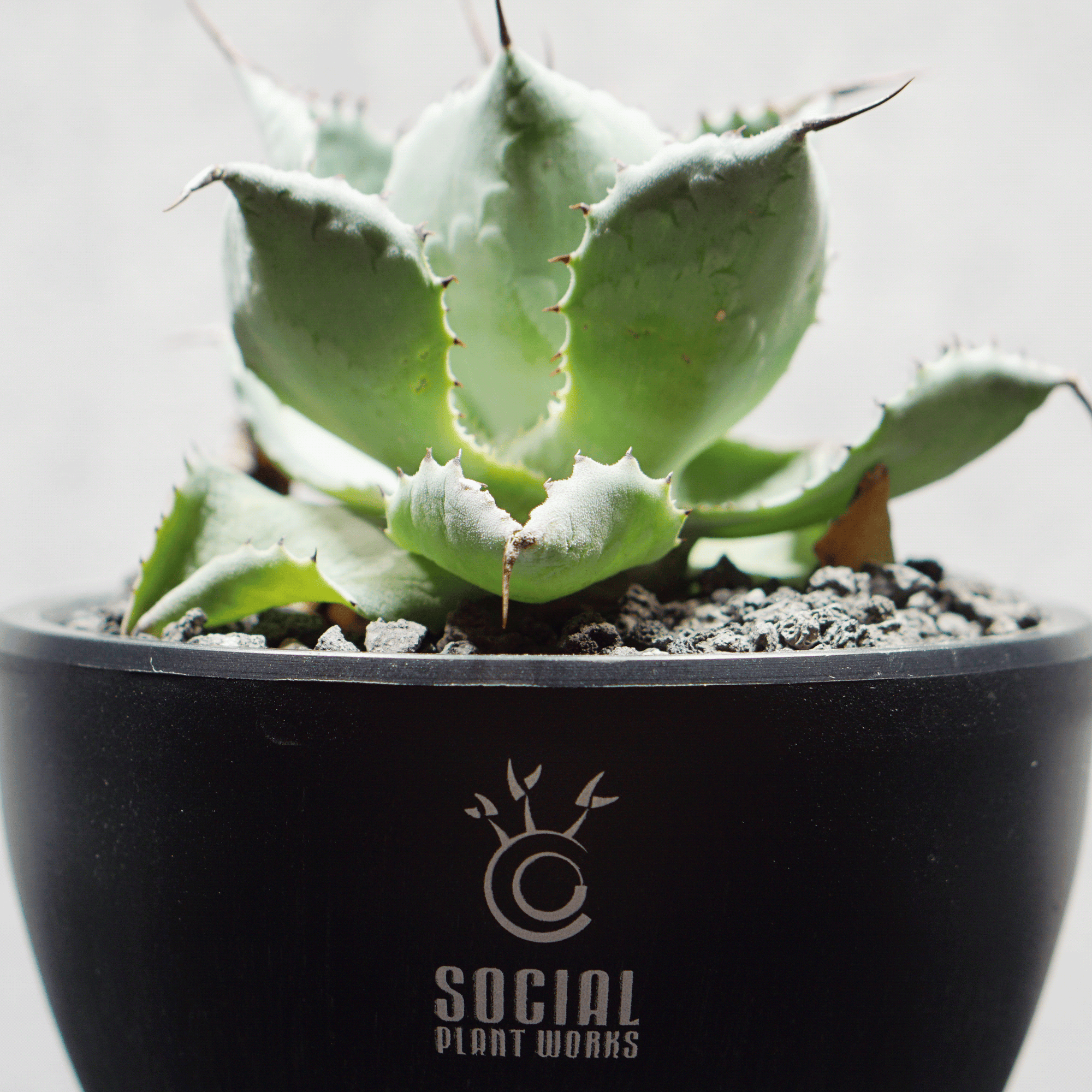 アガベ ポタトルム 風雷神15 LOGO ECO POT SIZE S 3.5号サイズ鉢 受け皿セット 商品画像5｜SOCIAL PLANT WORKS