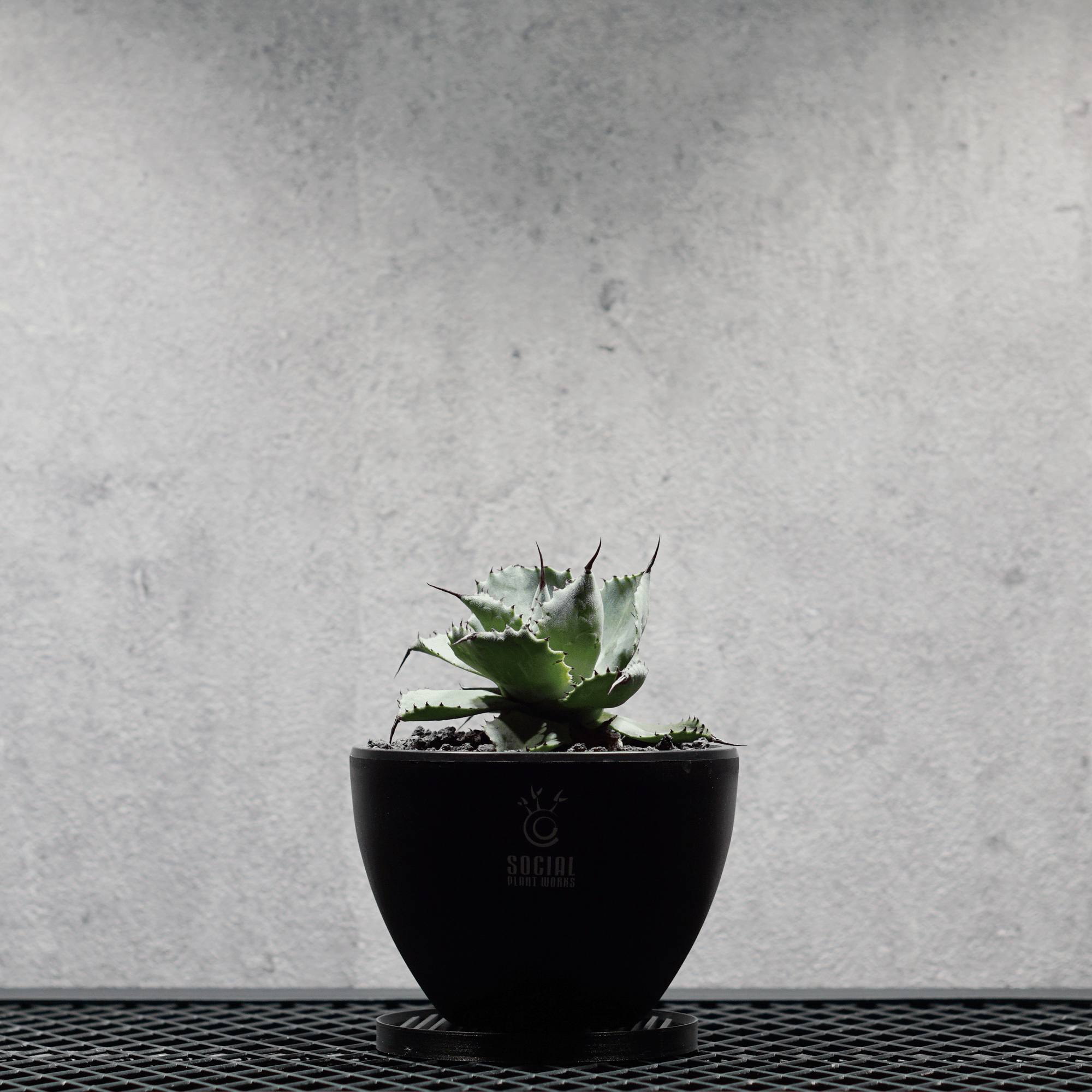 アガベ ポタトルム 風雷神16 LOGO ECO POT SIZE S 3.5号サイズ鉢 受け皿セット｜SOCIAL PLANT WORKS