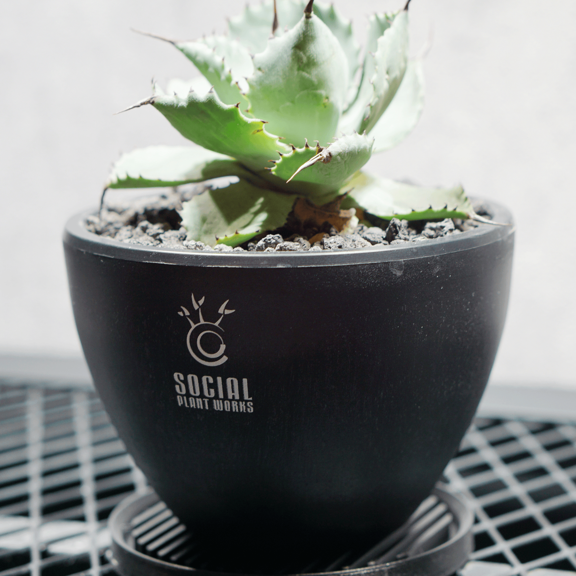 アガベ ポタトルム 風雷神16 LOGO ECO POT SIZE S 3.5号サイズ鉢 受け皿セット 商品画像2｜SOCIAL PLANT WORKS