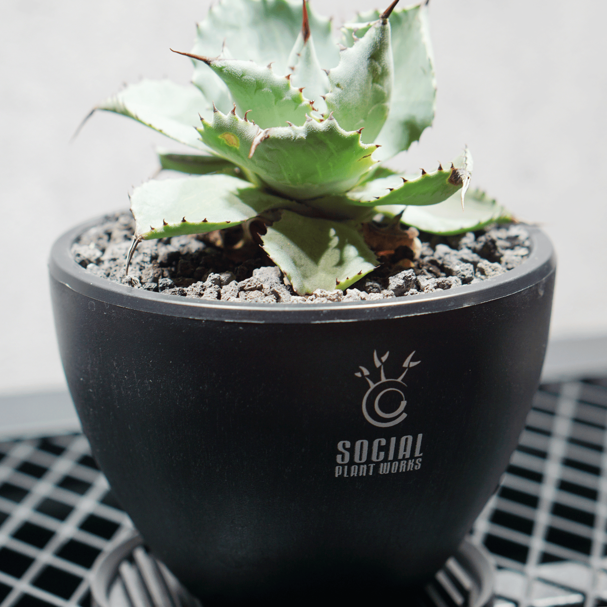 アガベ ポタトルム 風雷神16 LOGO ECO POT SIZE S 3.5号サイズ鉢 受け皿セット 商品画像3｜SOCIAL PLANT WORKS