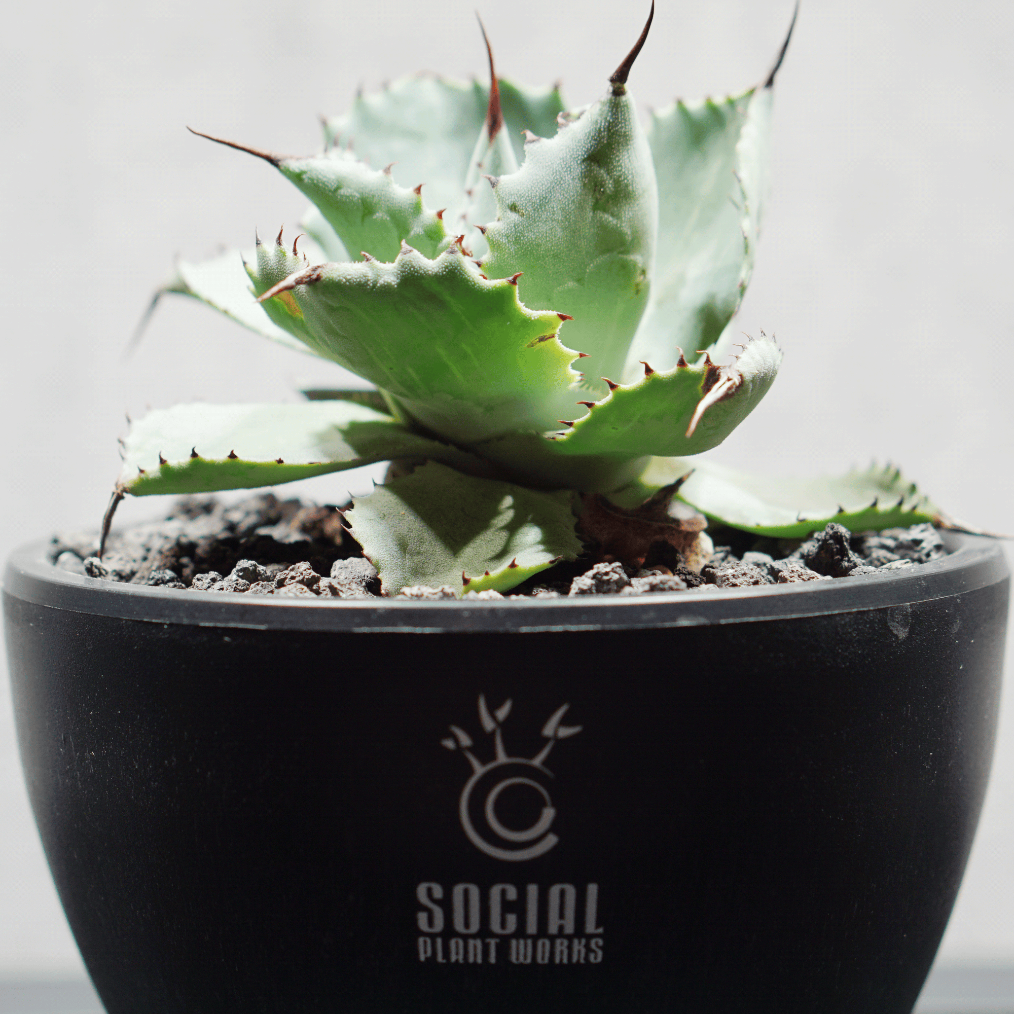 アガベ ポタトルム 風雷神16 LOGO ECO POT SIZE S 3.5号サイズ鉢 受け皿セット 商品画像5｜SOCIAL PLANT WORKS