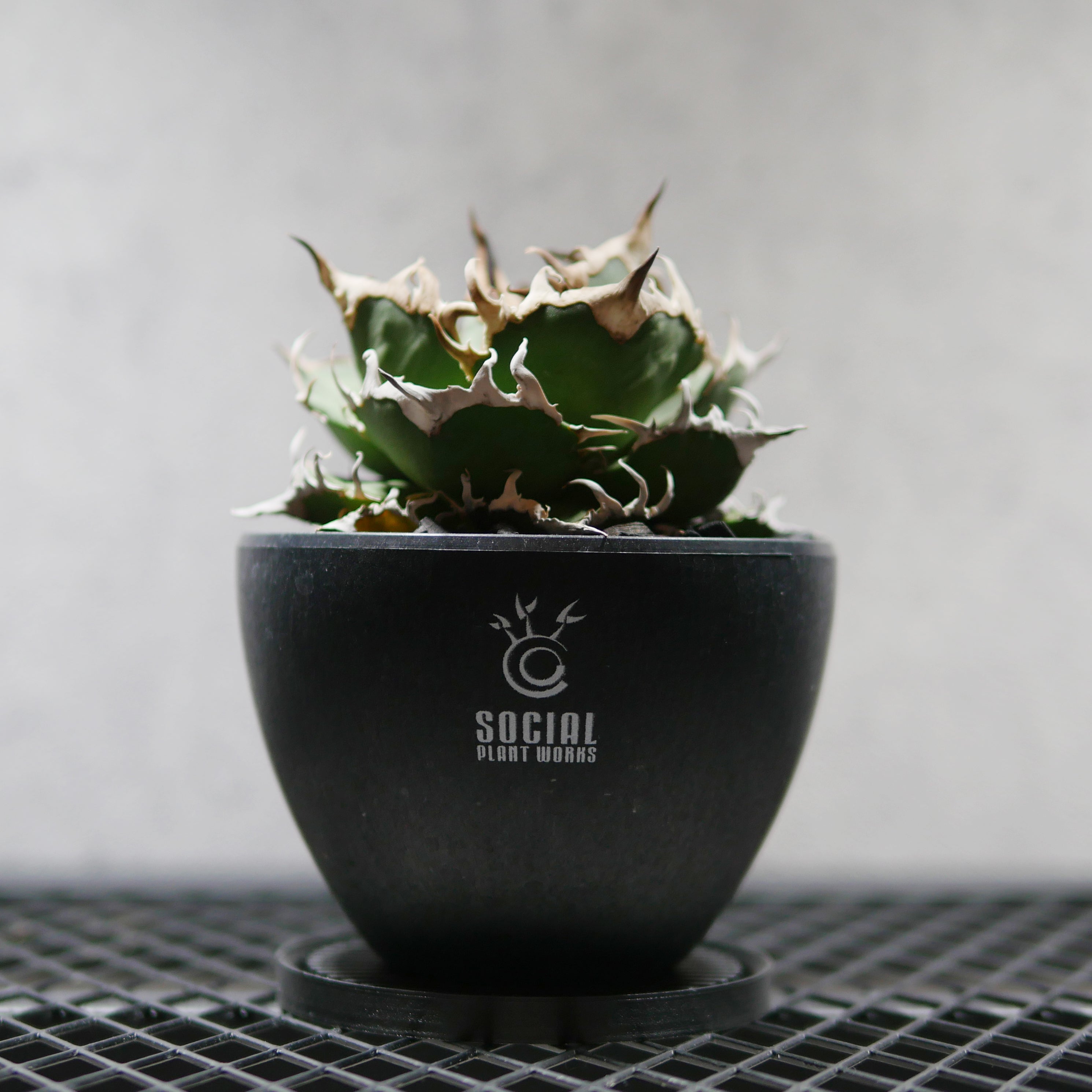 PRODUCT – SOCIAL PLANT WORKS｜OFFICIAL STORE