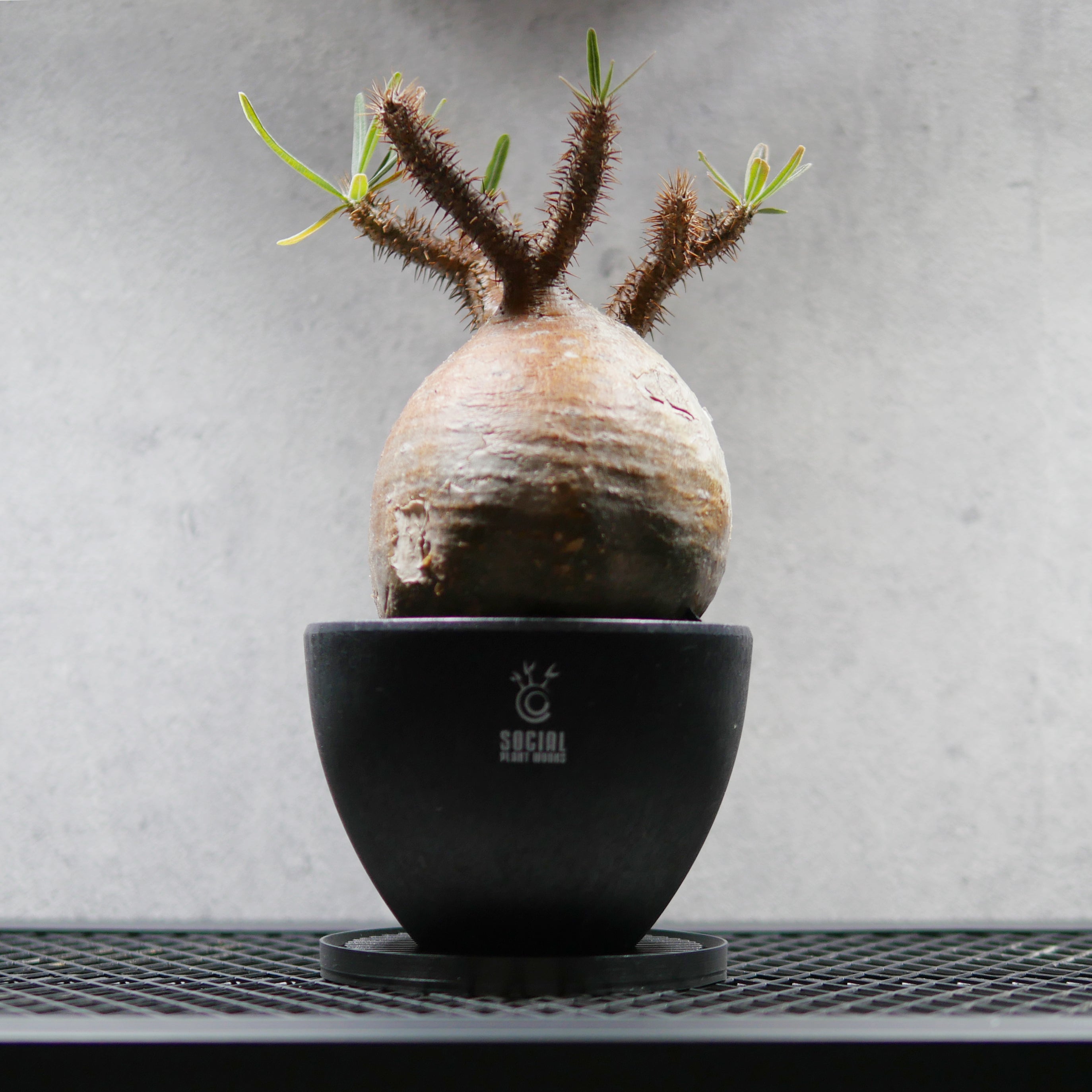 パキポディウム・グラキリス LOGO ECO POT SIZE M（4.5号サイズ鉢）＋